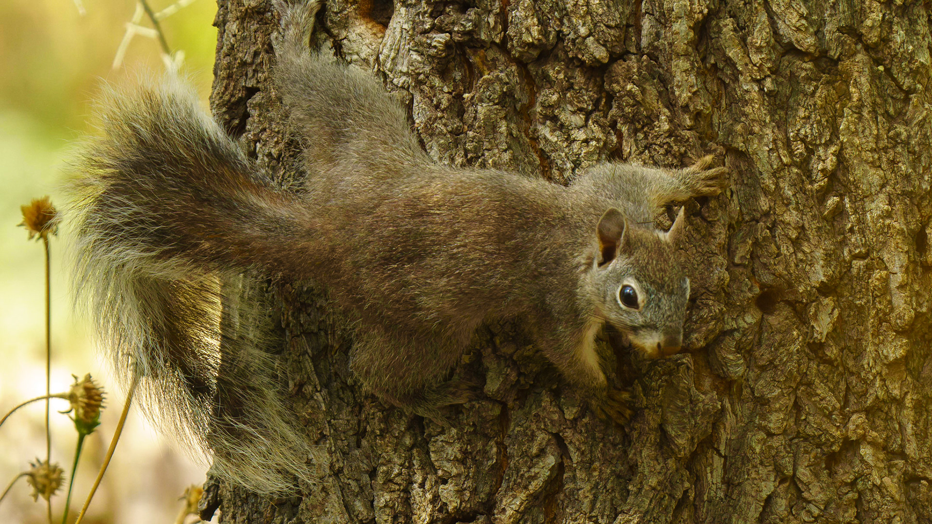 Arizona Gray Squirrel, Sciurus arizonensis