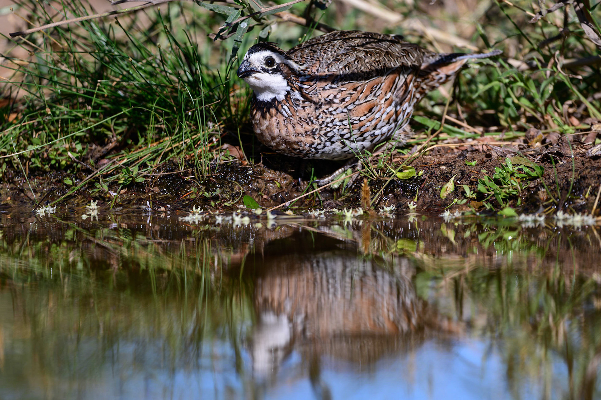 Northern Bobwhite, Colinus virginianus