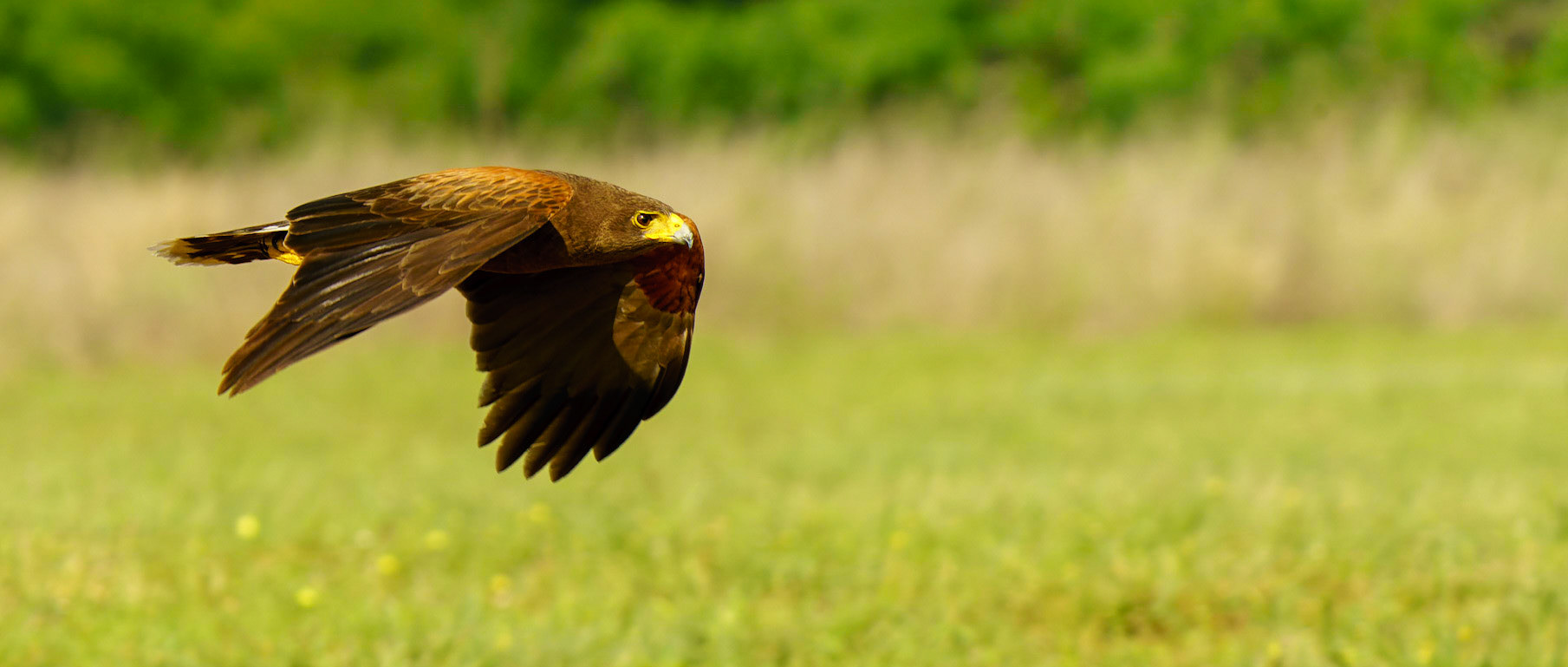 Harris's Hawk, Parabuteo unicinctus