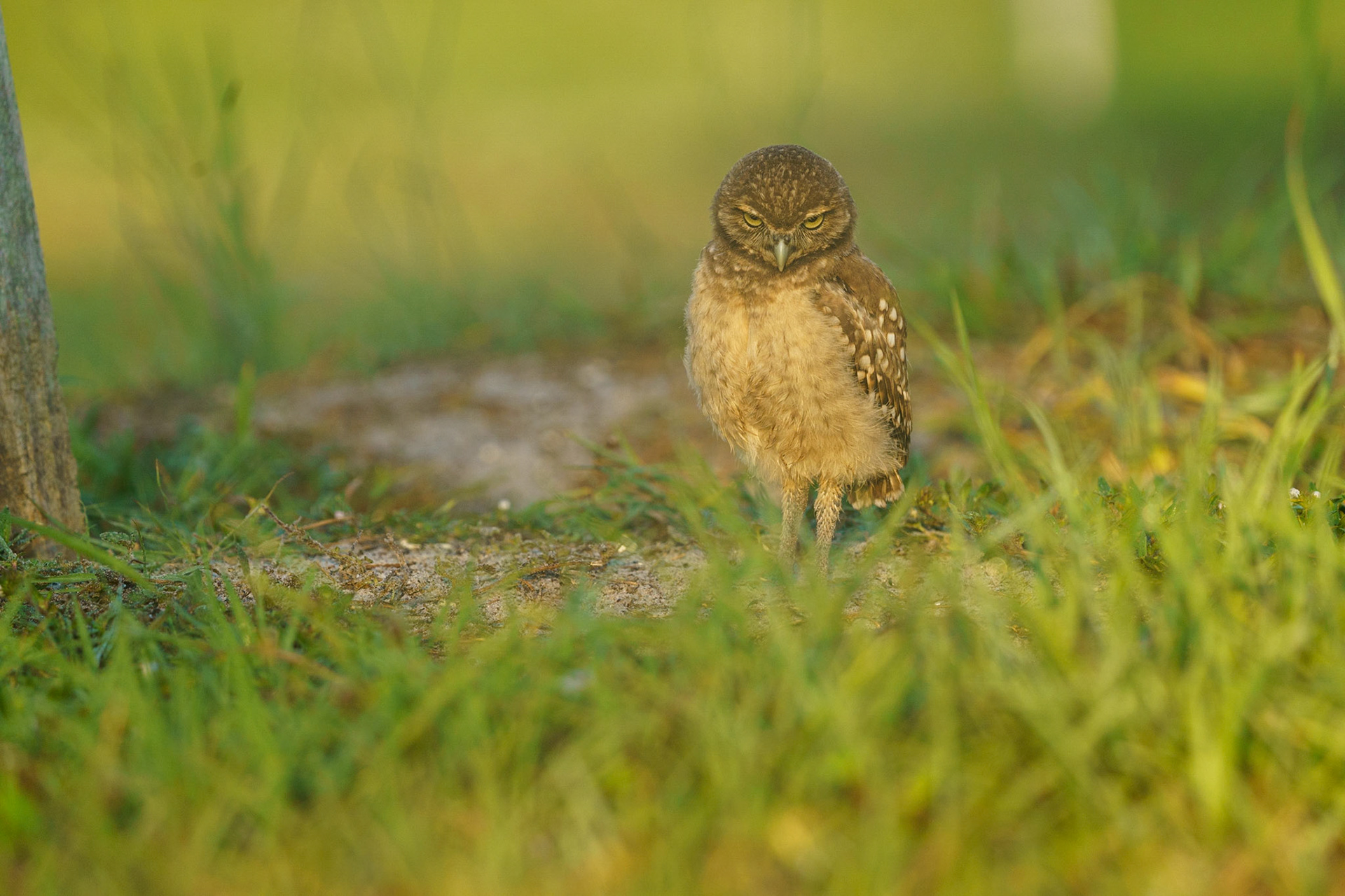 Burrowing Owl, Athene cunicularia