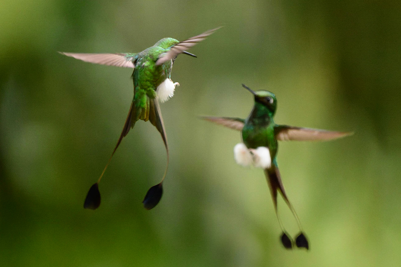 White-booted Racket-tail, Ocreatus underwoodii