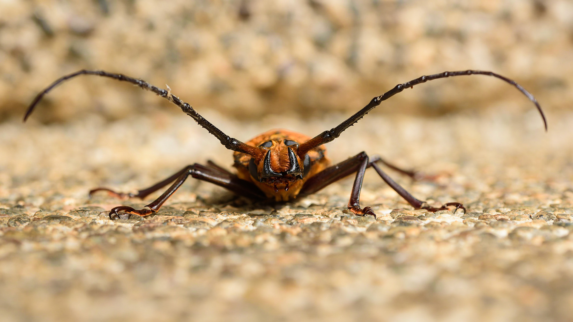 Longhorn Beetle, Callipogon barbatum/lemoinei