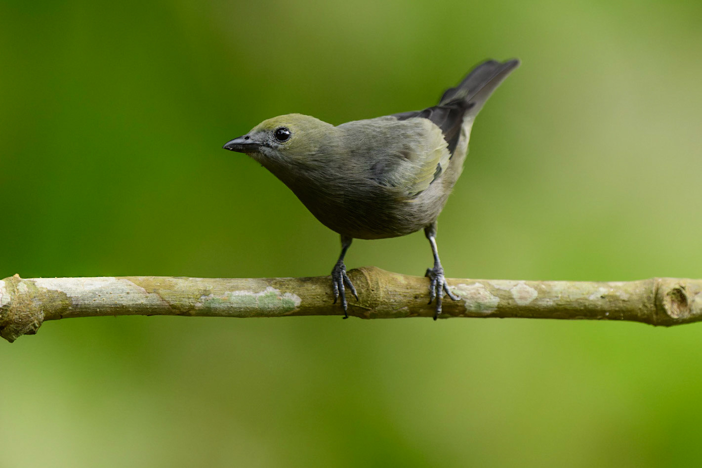 Palm Tanager