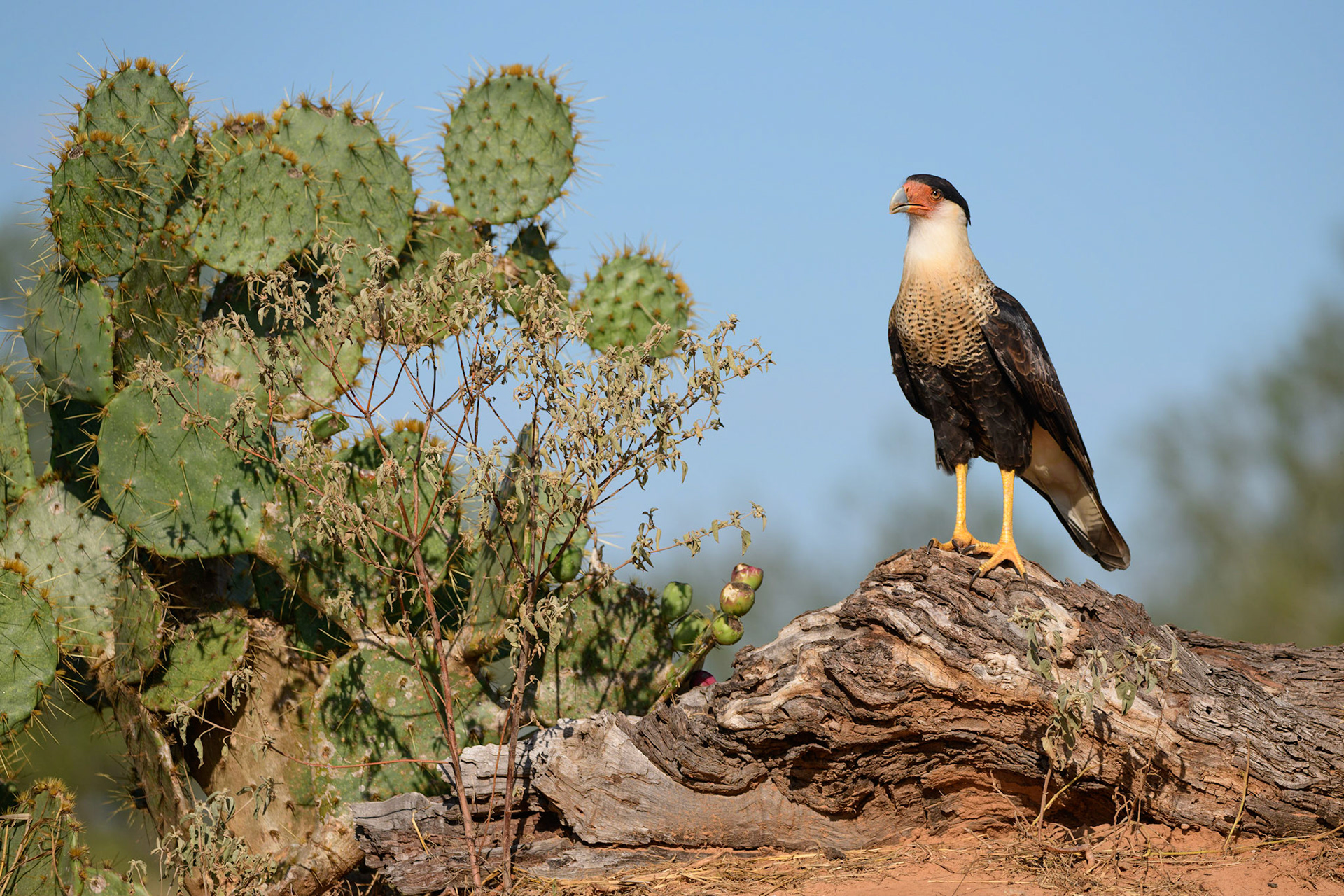 Crested Caracara, Caracara cheriway