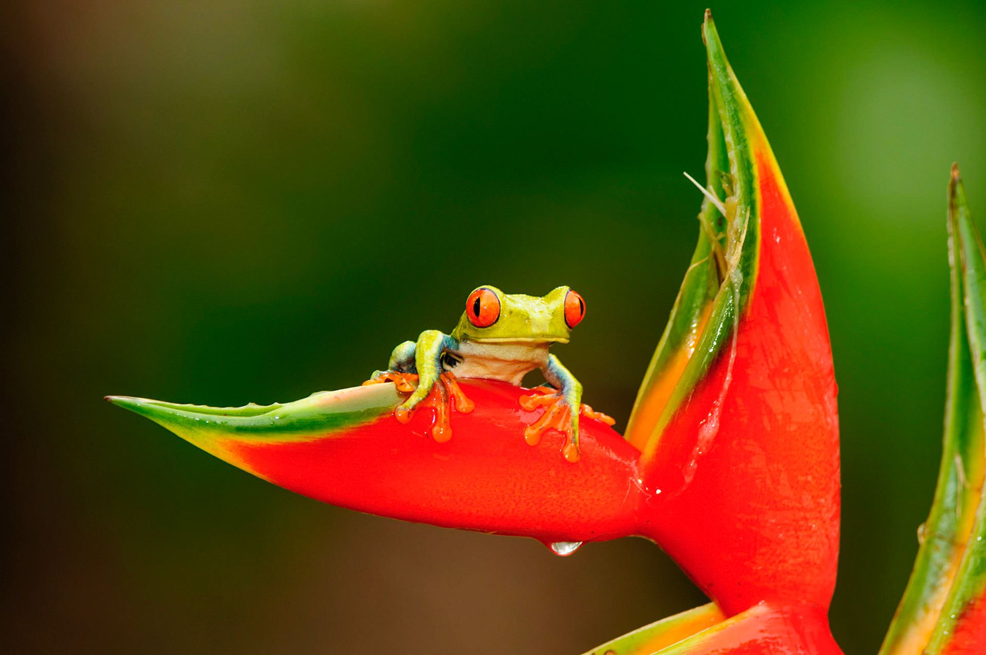 Red-eyed Treefrog, Agalychnis callidryas. Heliconia orthotricha cv. Imperial