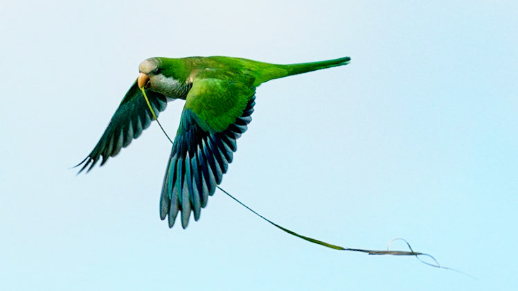 Monk Parakeet, Myiopsitta monachus