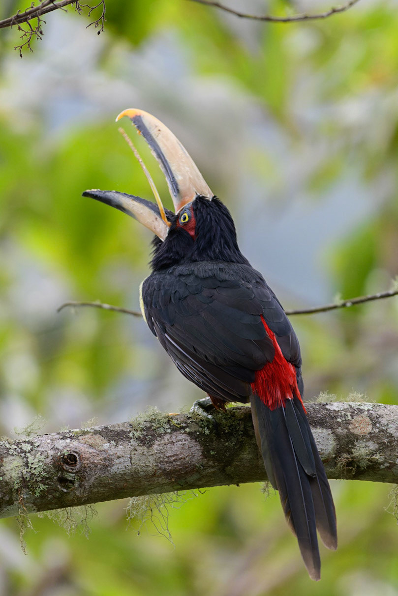 Collared Aracari (Pale-mandibled), Pteroglossus torquatus erythropygius