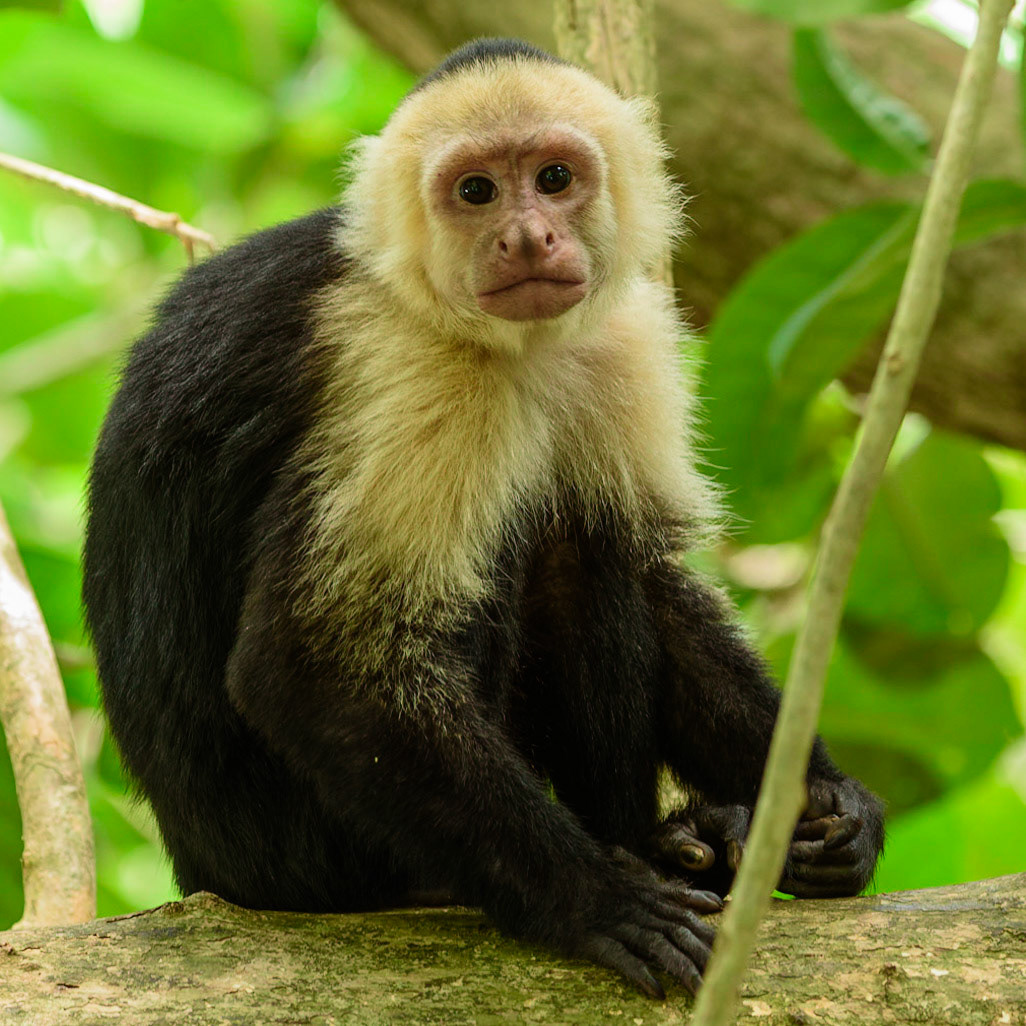 Panamanian white-faced capuchin, Cebus imitator