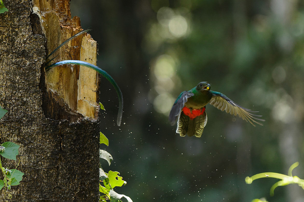 Resplendent Quetzal, Pharomachrus mocinno