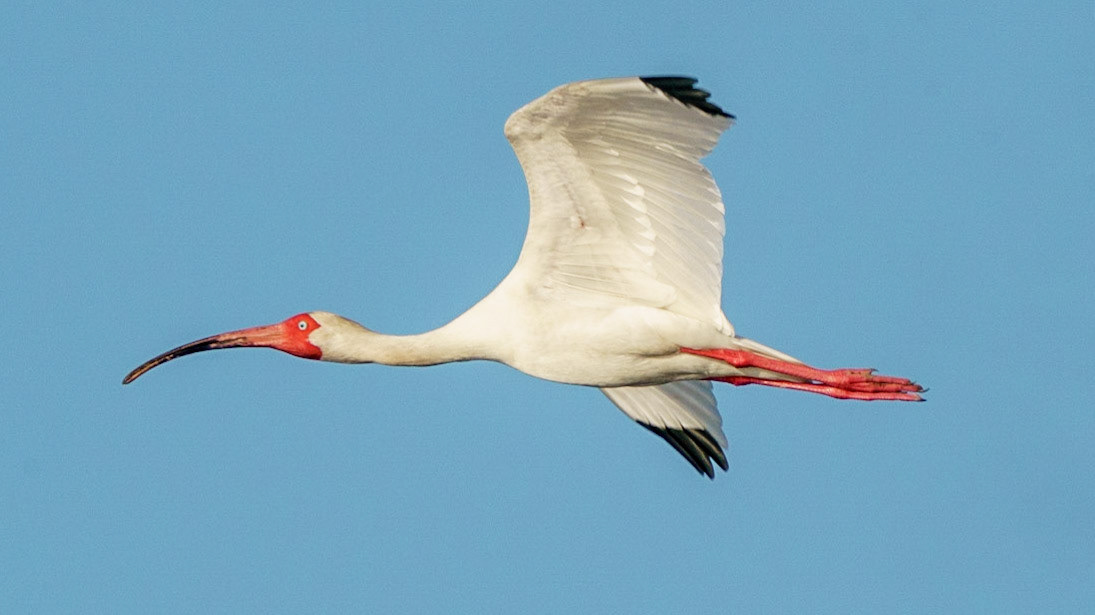 White Ibis, Eudocimus albus