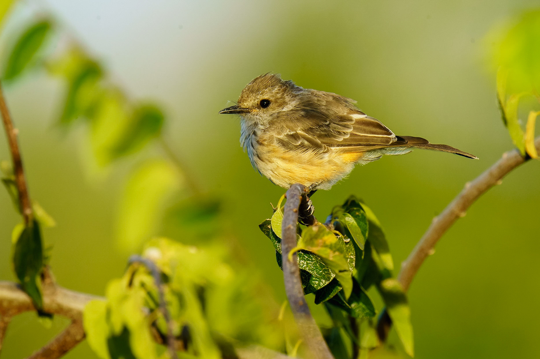 Vermilion Flycatcher, , Pyrocephalus rubinus