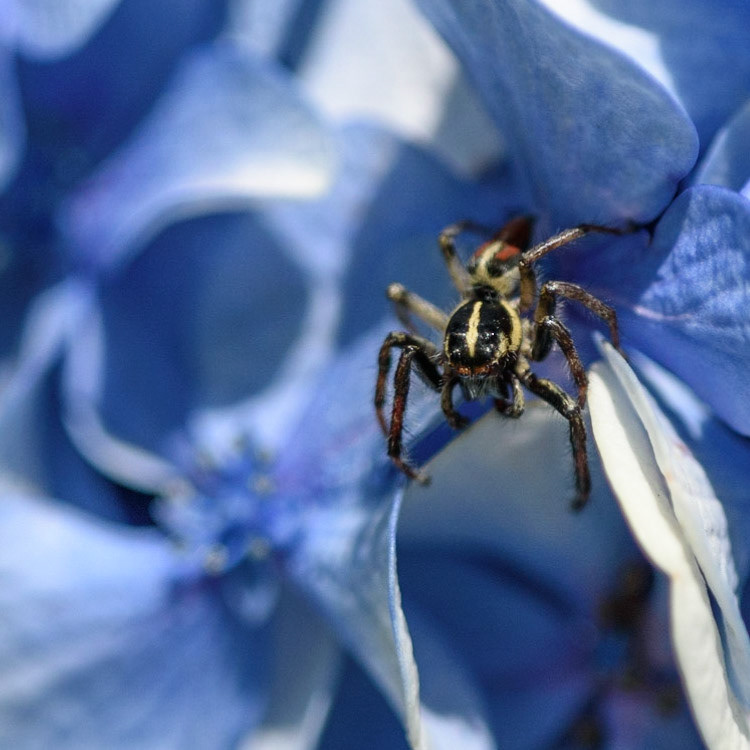 Jumping Spider - Salticidae