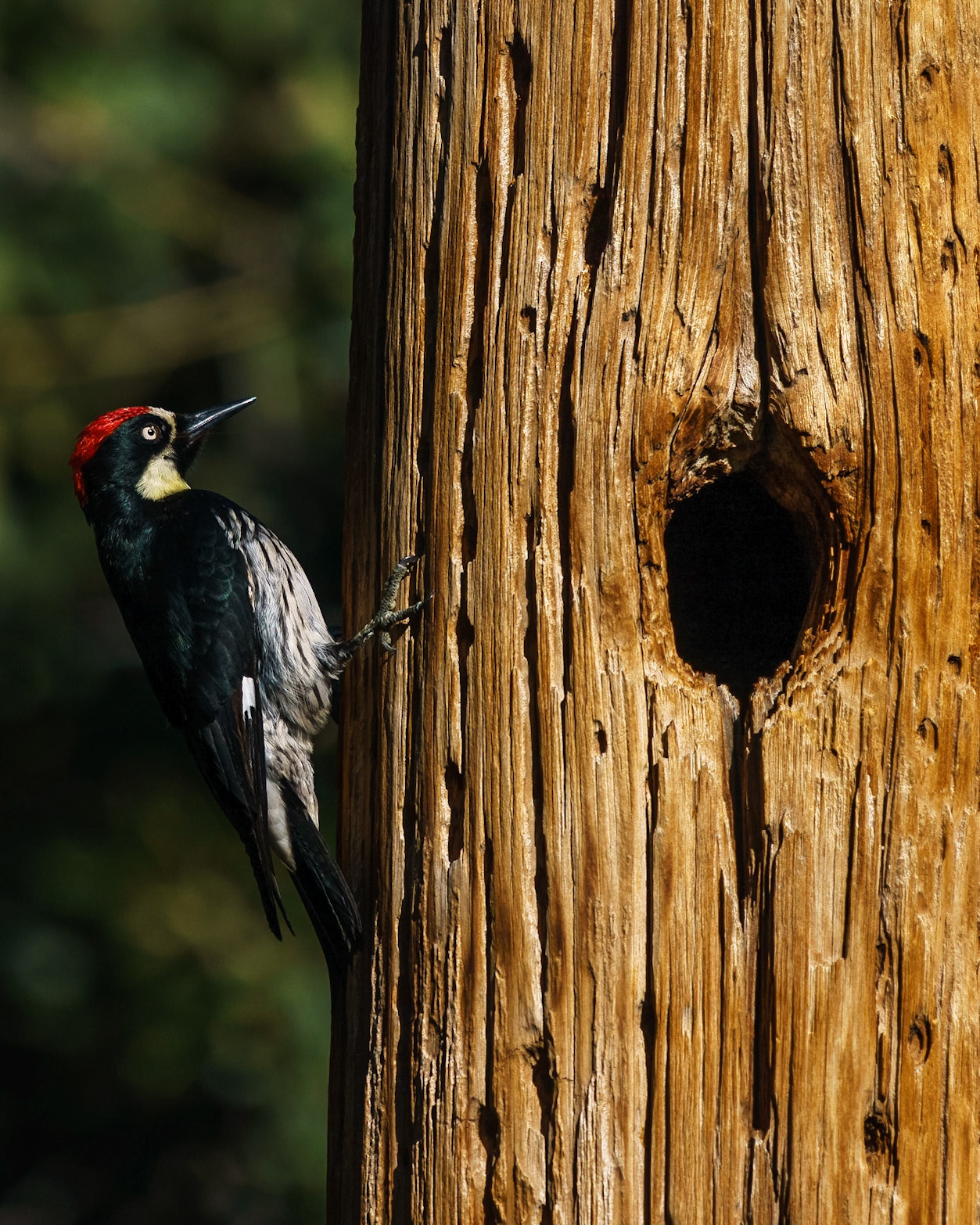 Acorn Woodpecker, Melanerpes formicivorus