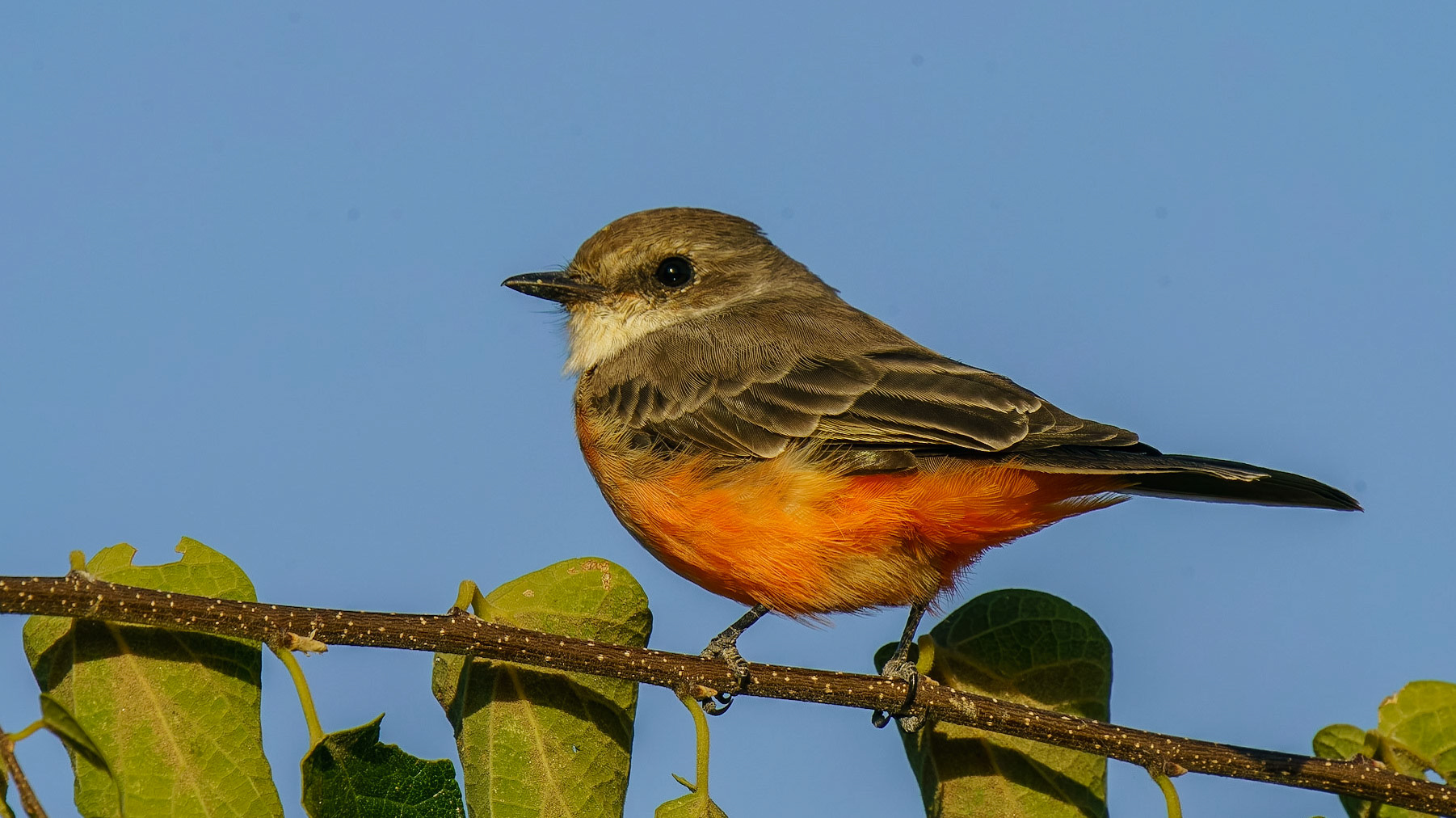 Vermilion Flycatcher, , Pyrocephalus rubinus