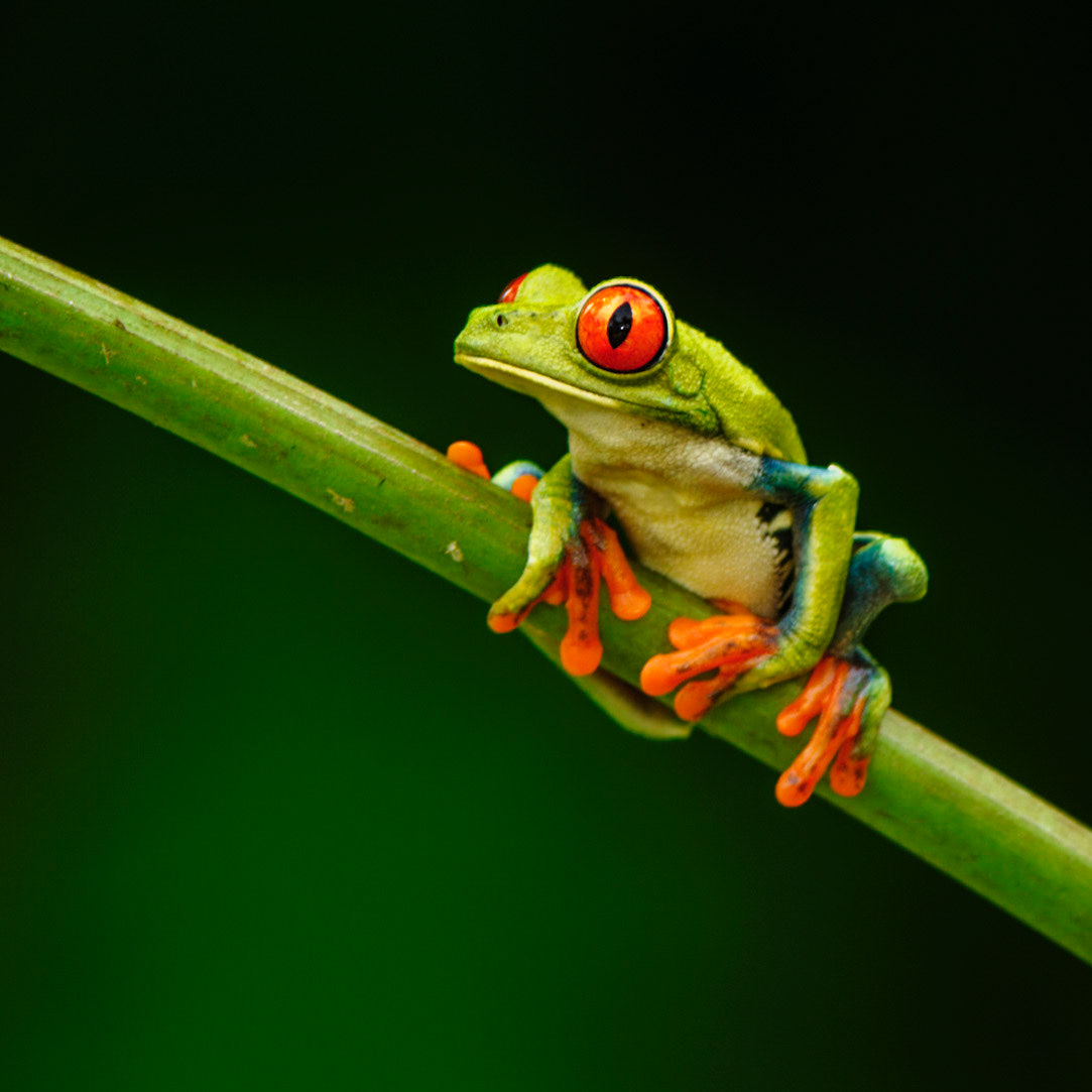 Red-eyed Treefrog, Agalychnis callidryas