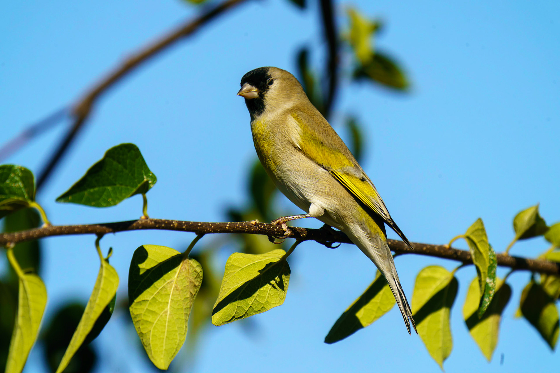 Lawrence's Goldfinch (male), Spinus lawrencei