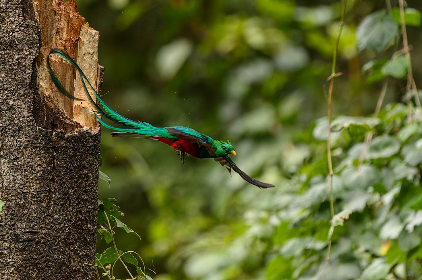 Resplendent Quetzal, Pharomachrus mocinno