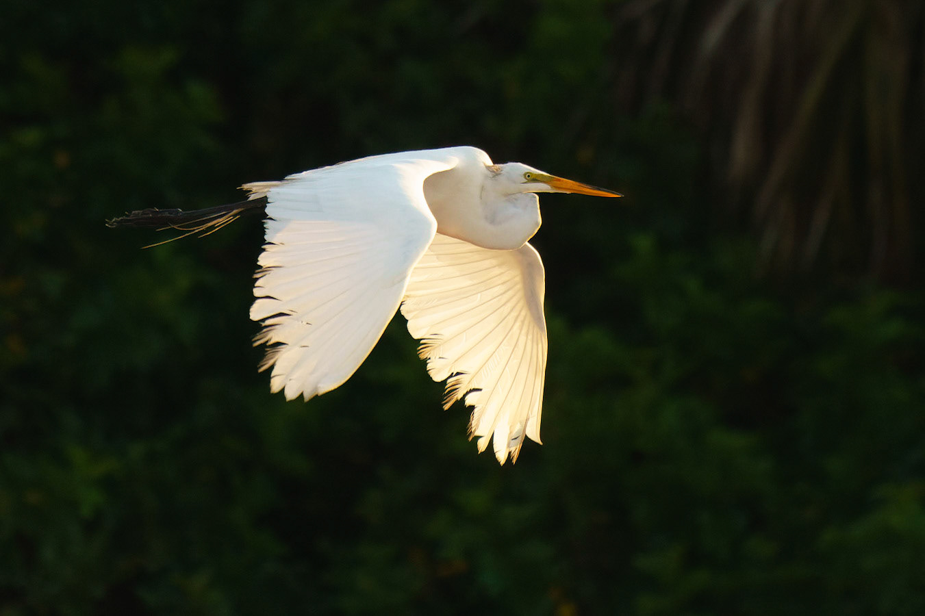 Great Egret, Ardea alba