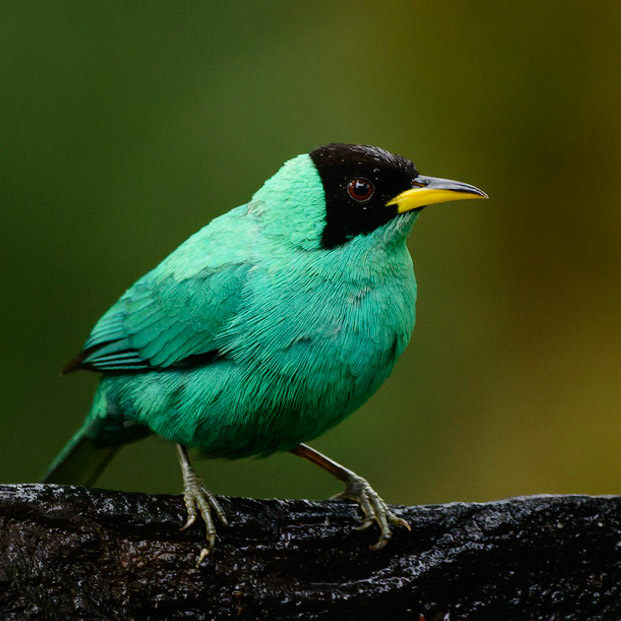 Green Honeycreeper, Chlorophanes spiza