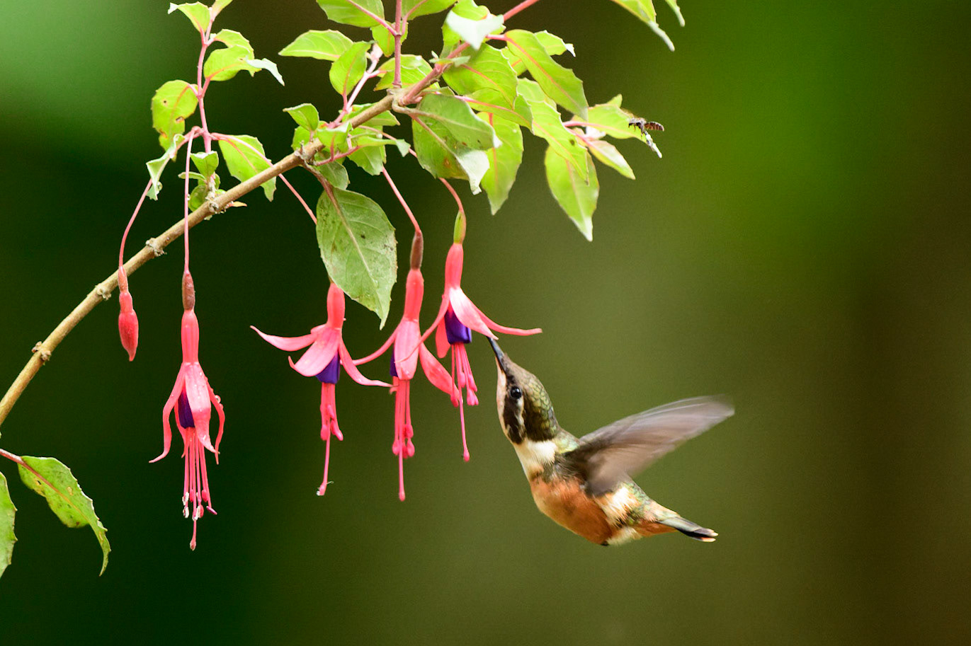 Purple-throated Woodstar, Philodice mitchellii