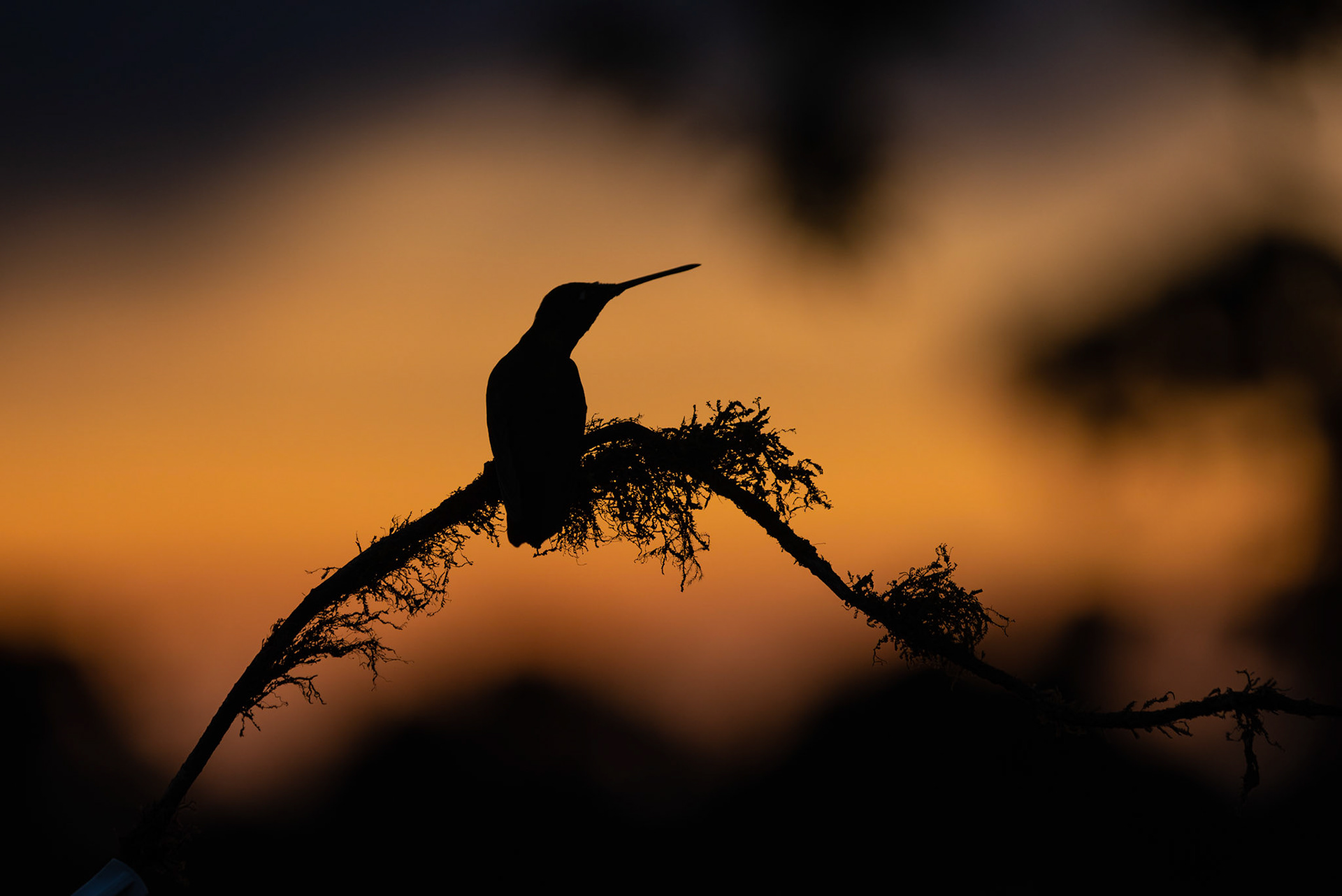 Hummingbird Silhouette