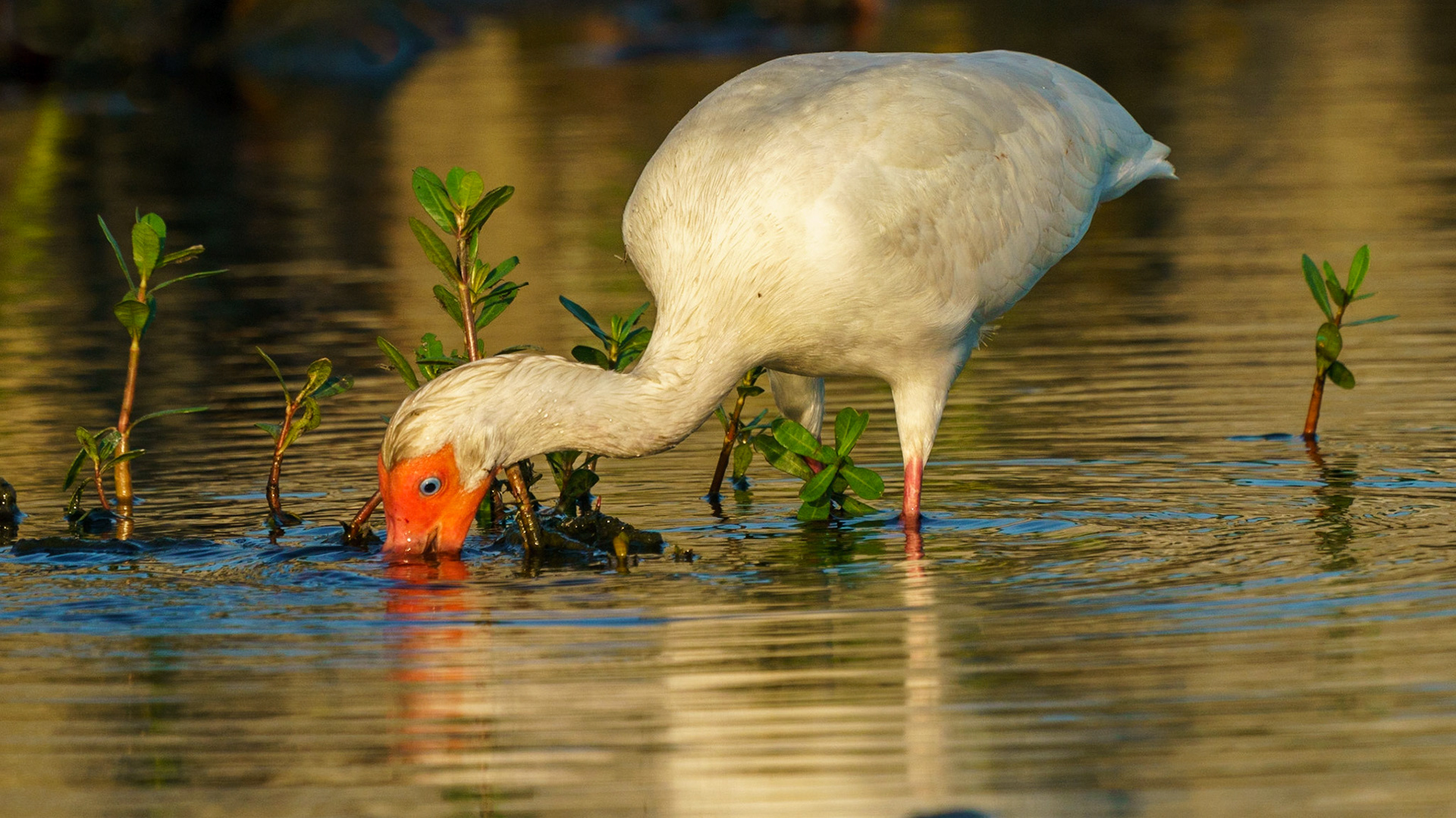 White Ibis, Eudocimus albus