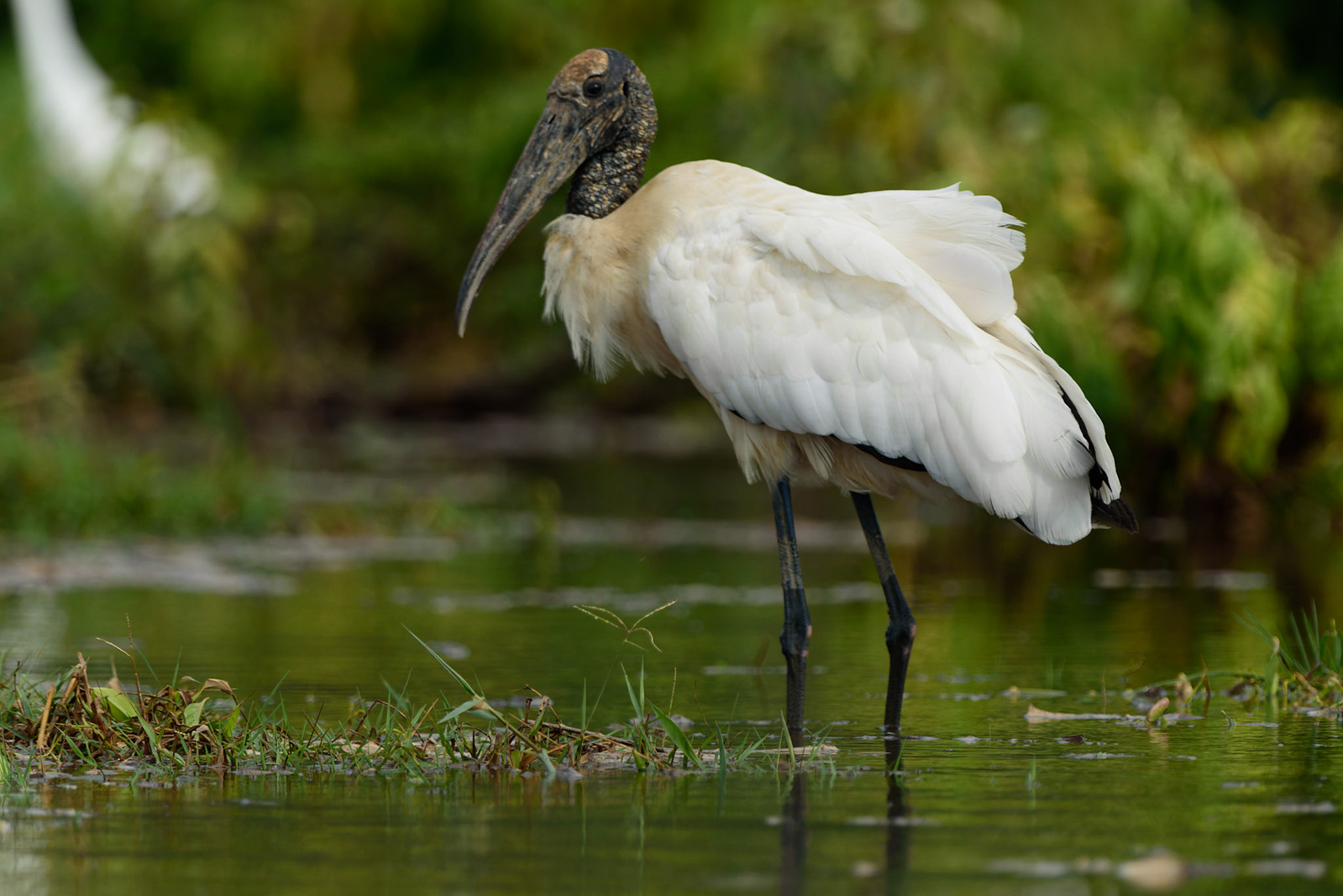 Wood Stork, Mycteria americana