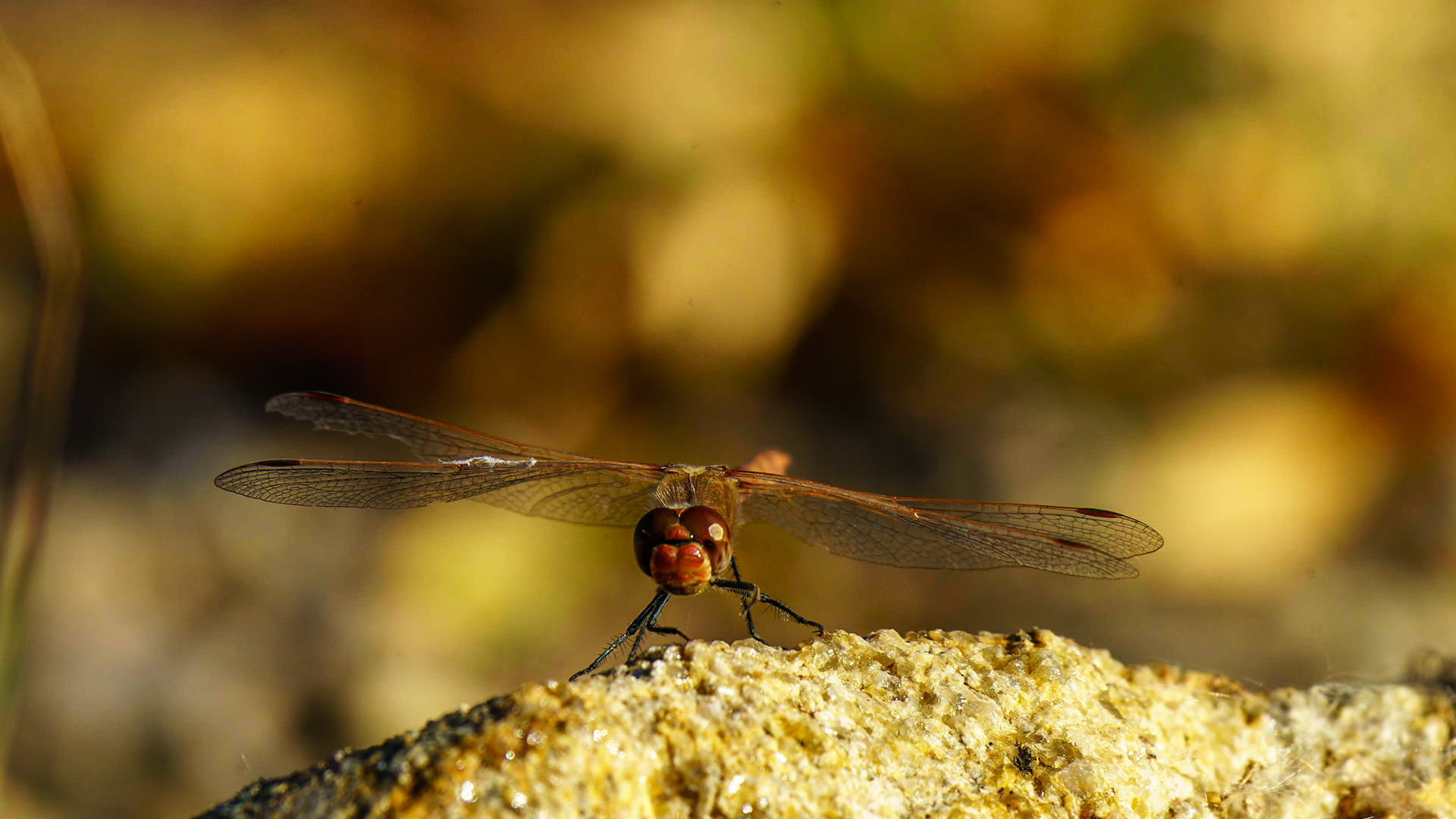 Variegated Meadowhawk, Sympetrum corruptum