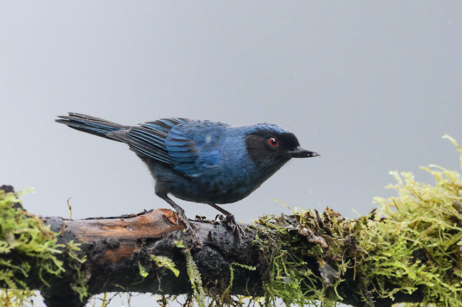 Masked Flowerpiercer, Diglossa cyanea