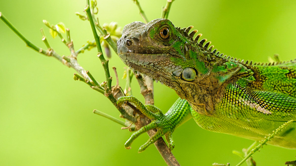 Green Iguana, Iguana iguana