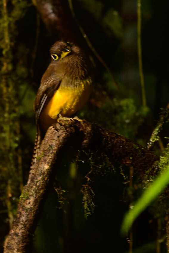 Black-tailed Trogon, Trogon melanurus