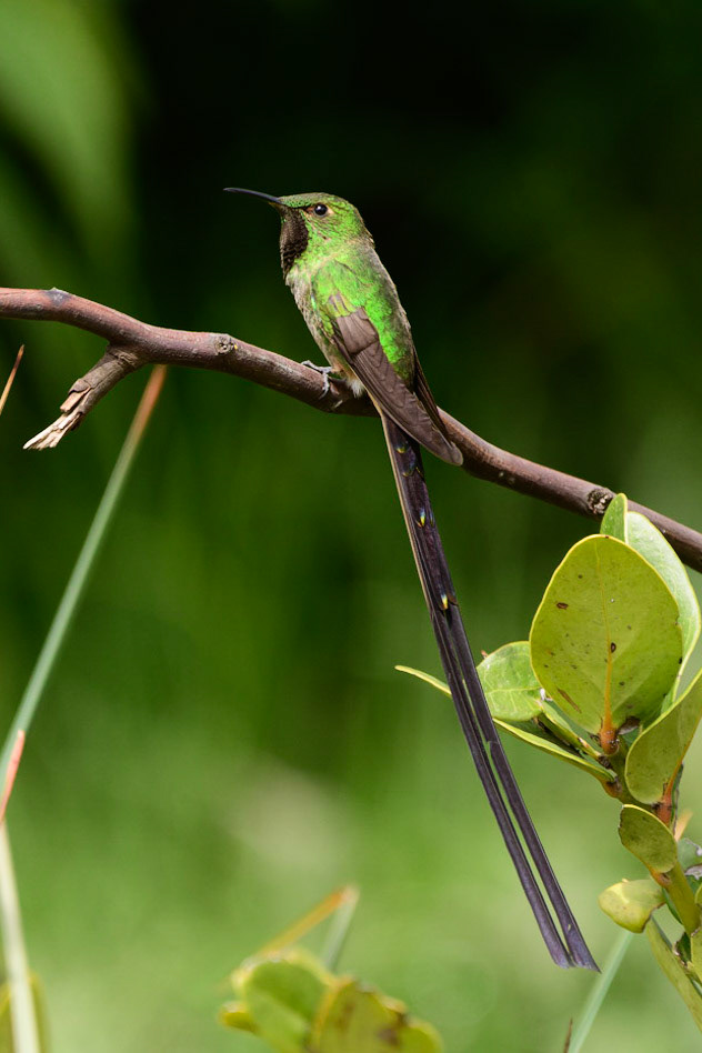 Black-tailed Trainbearer, Lesbia victoriae