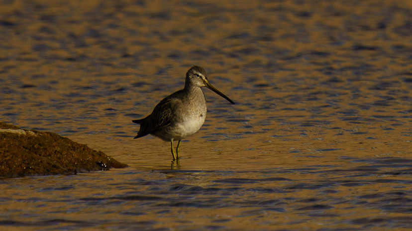 Long-billed Dowitcher, Limnodromus scolopaceus