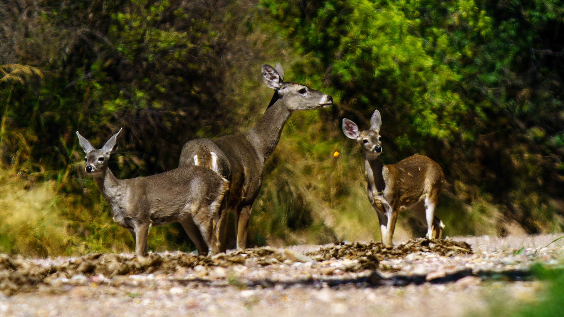 White-tailed Deer, Odocoileus virginianus