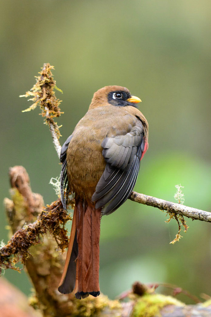 Masked Trogon, Trogon personatus