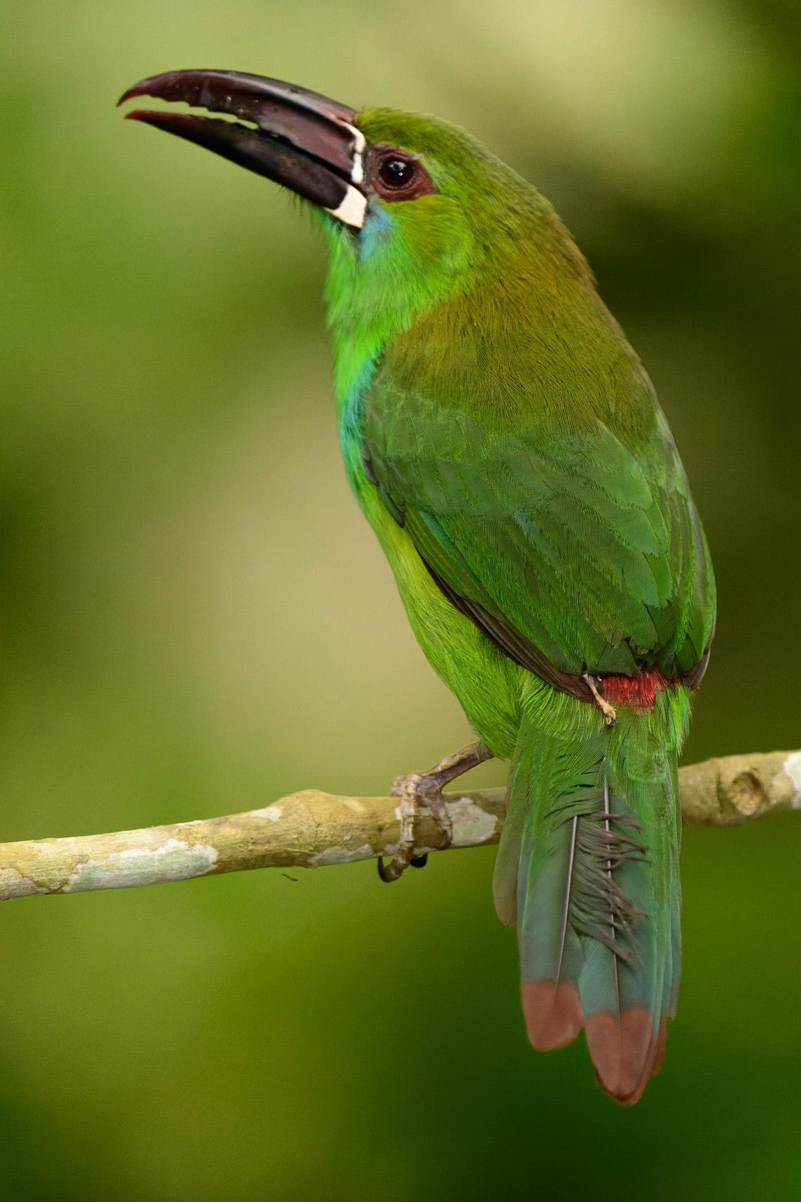 Crimson-rumped Toucanet, Aulacorhynchus haematopygus