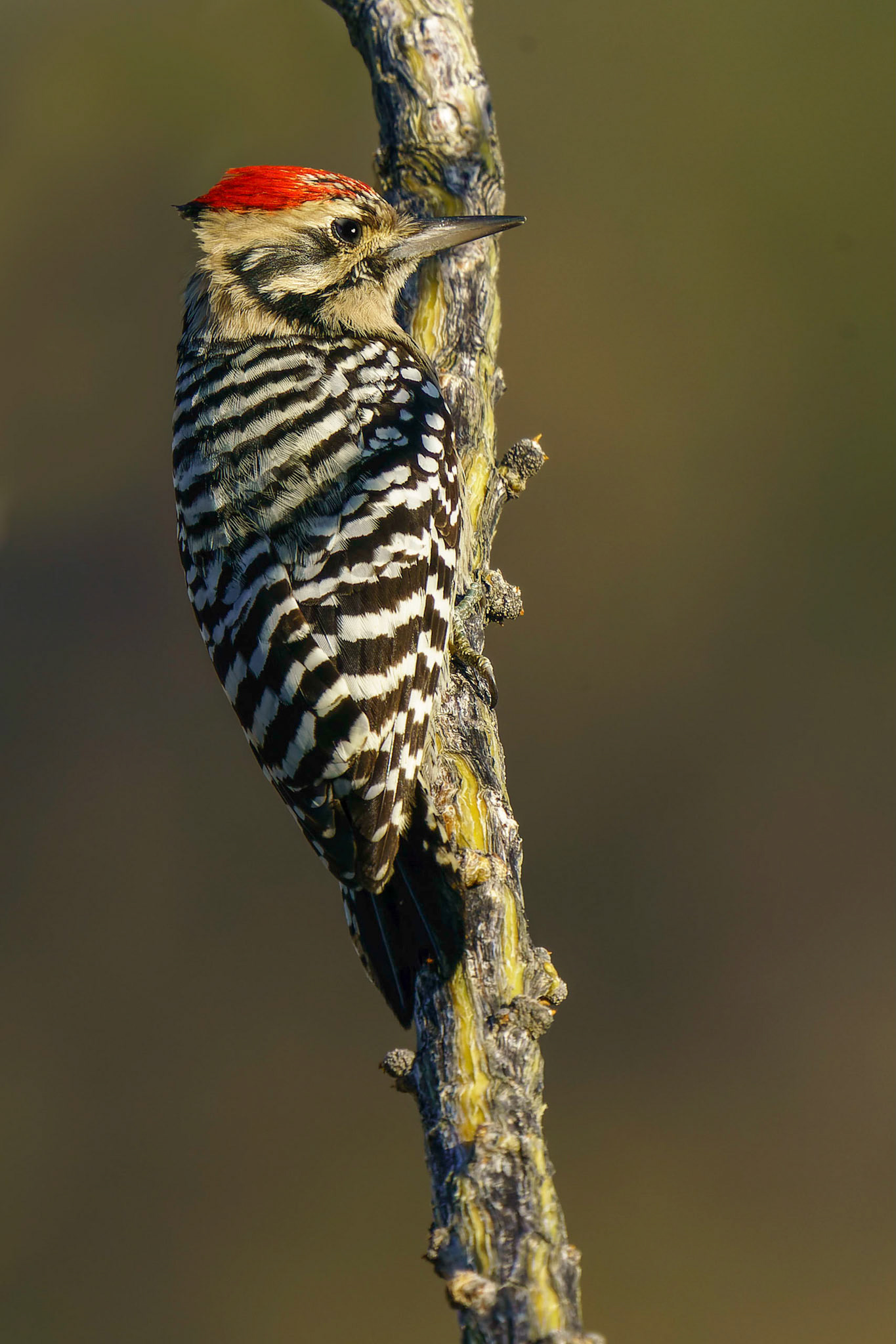 Ladder-backed Woodpecker, Dryobates scalaris