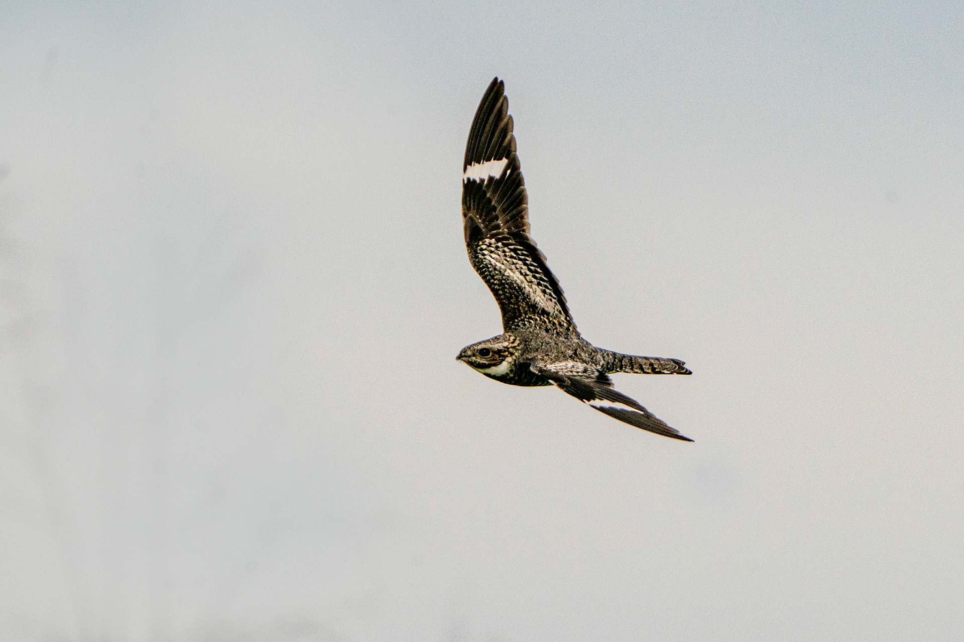Common Nighthawk, Chordeiles minor