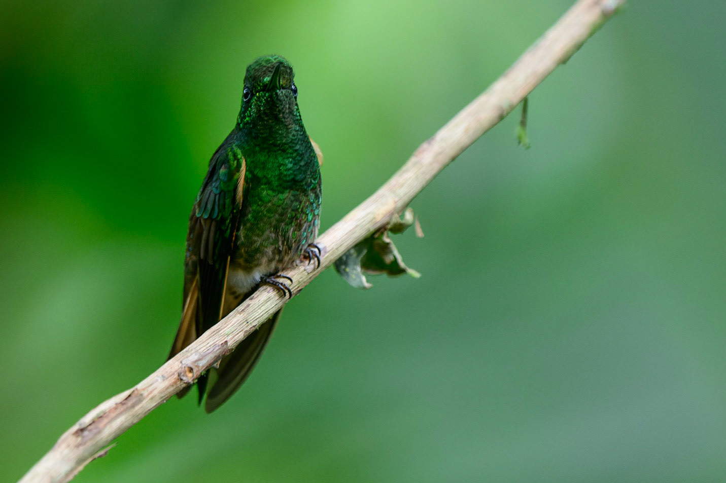 Buff-tailed Coronet, Boissonneaua flavescens