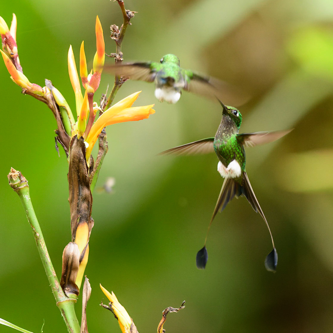 White-booted Racket-tail, Ocreatus underwoodii