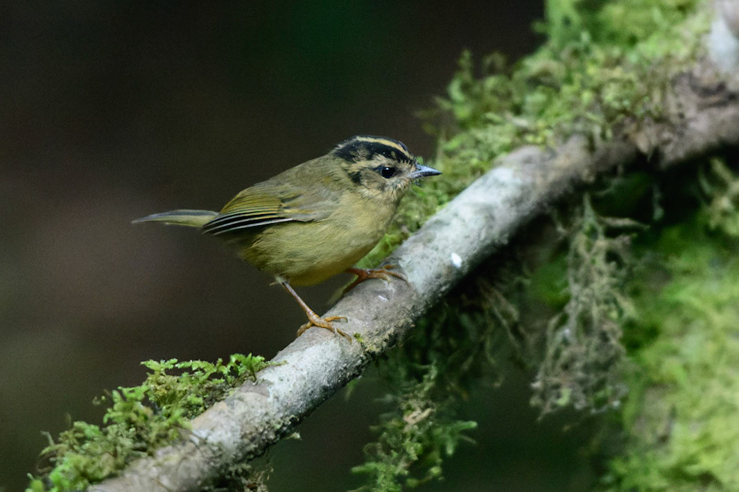 Three-striped Warbler Basileuterus tristriatus