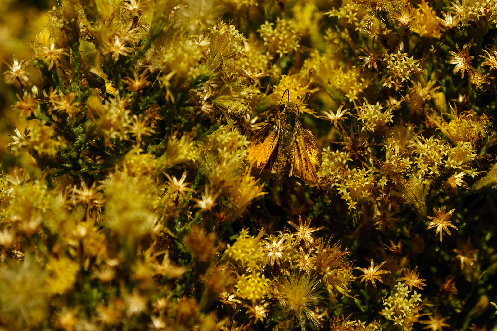 Fiery Skipper, Hylephila phyleus in a Turpentine Bush