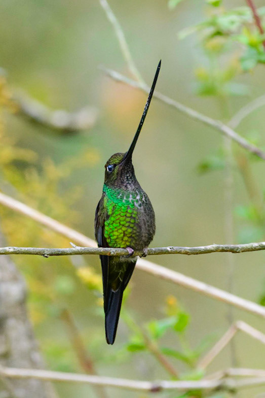 Sword-billed Hummingbird, Ensifera ensifera