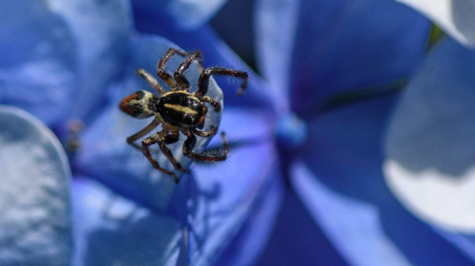 Jumping Spider - Salticidae