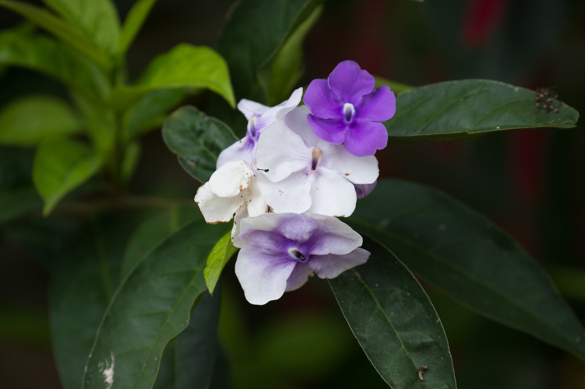 Brazil Raintree, Brunfelsia pauciflora