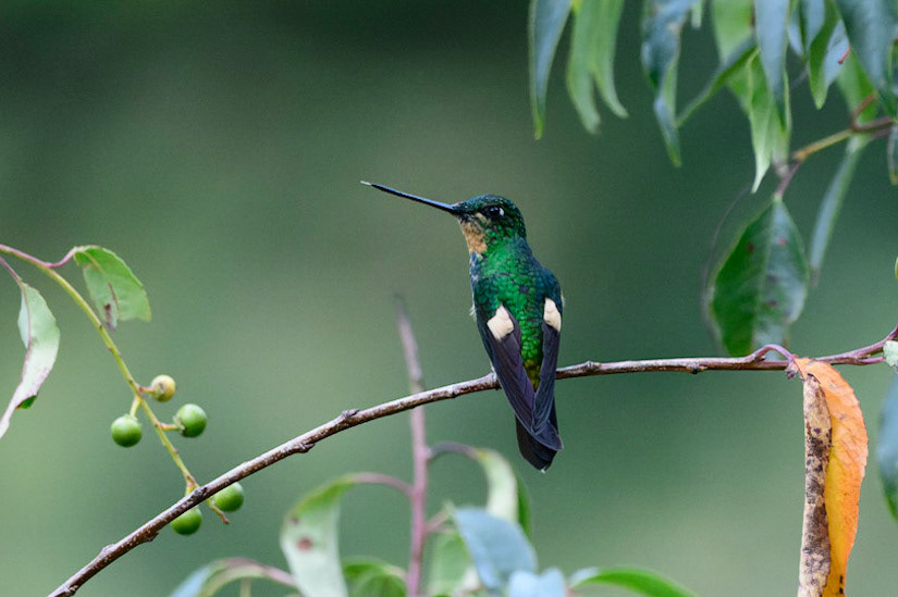 Buff-winged Starfrontlet, Coeligena lutetiae