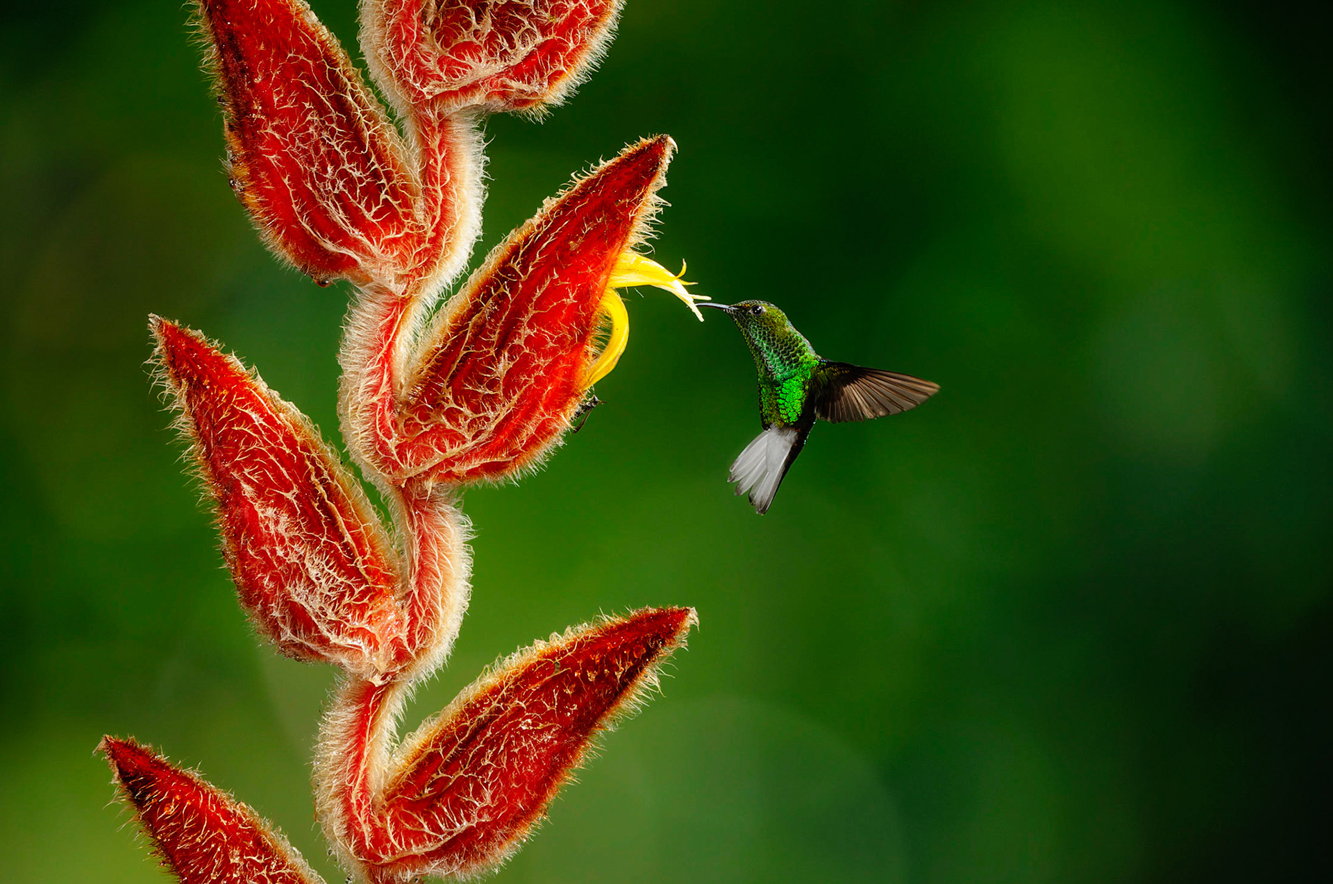 Coppery-headed Emerald, Elvira cupreiceps pollenating Heliconia, Heliconia mutisiana