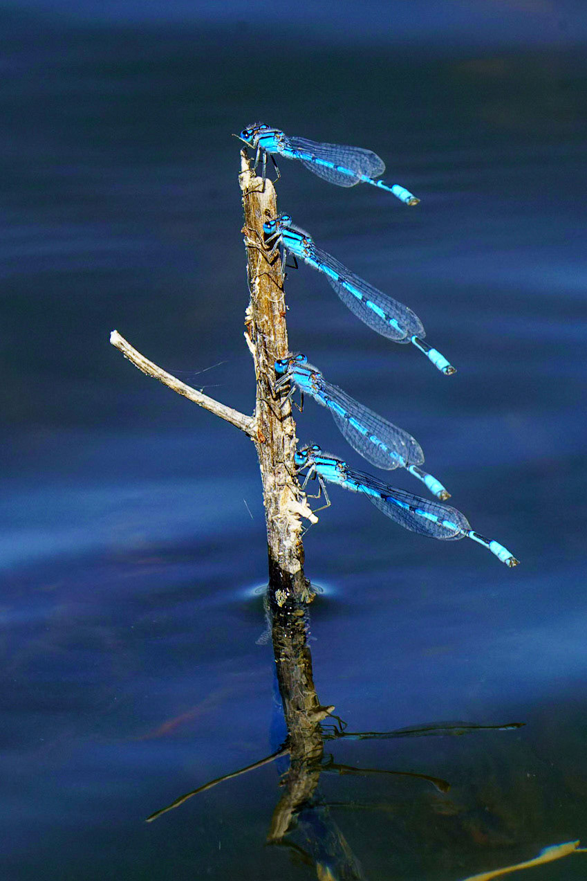 Familiar Bluet (Damselfly), Enallagma civile