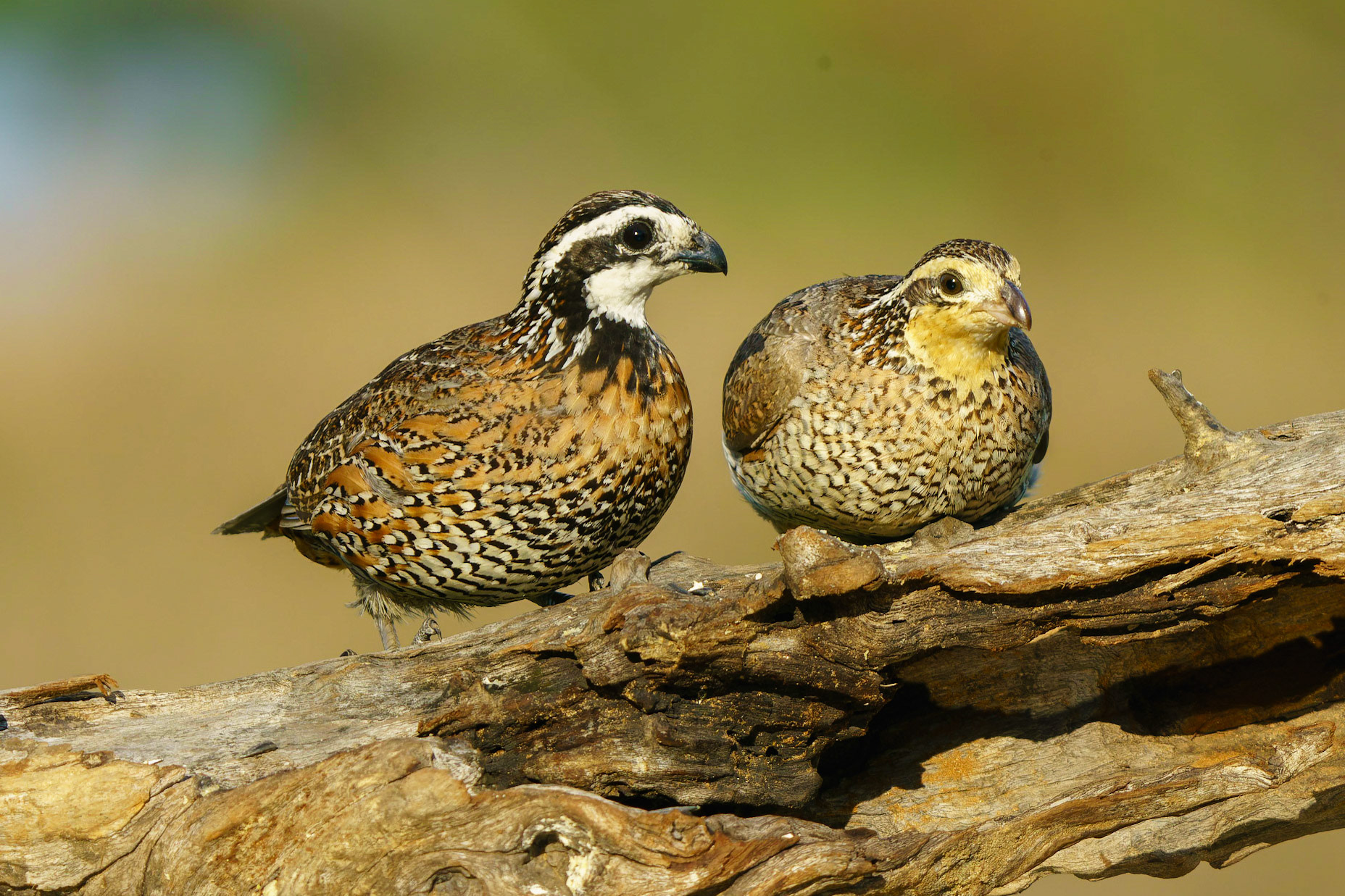 Northern Bobwhite, Colinus virginianus