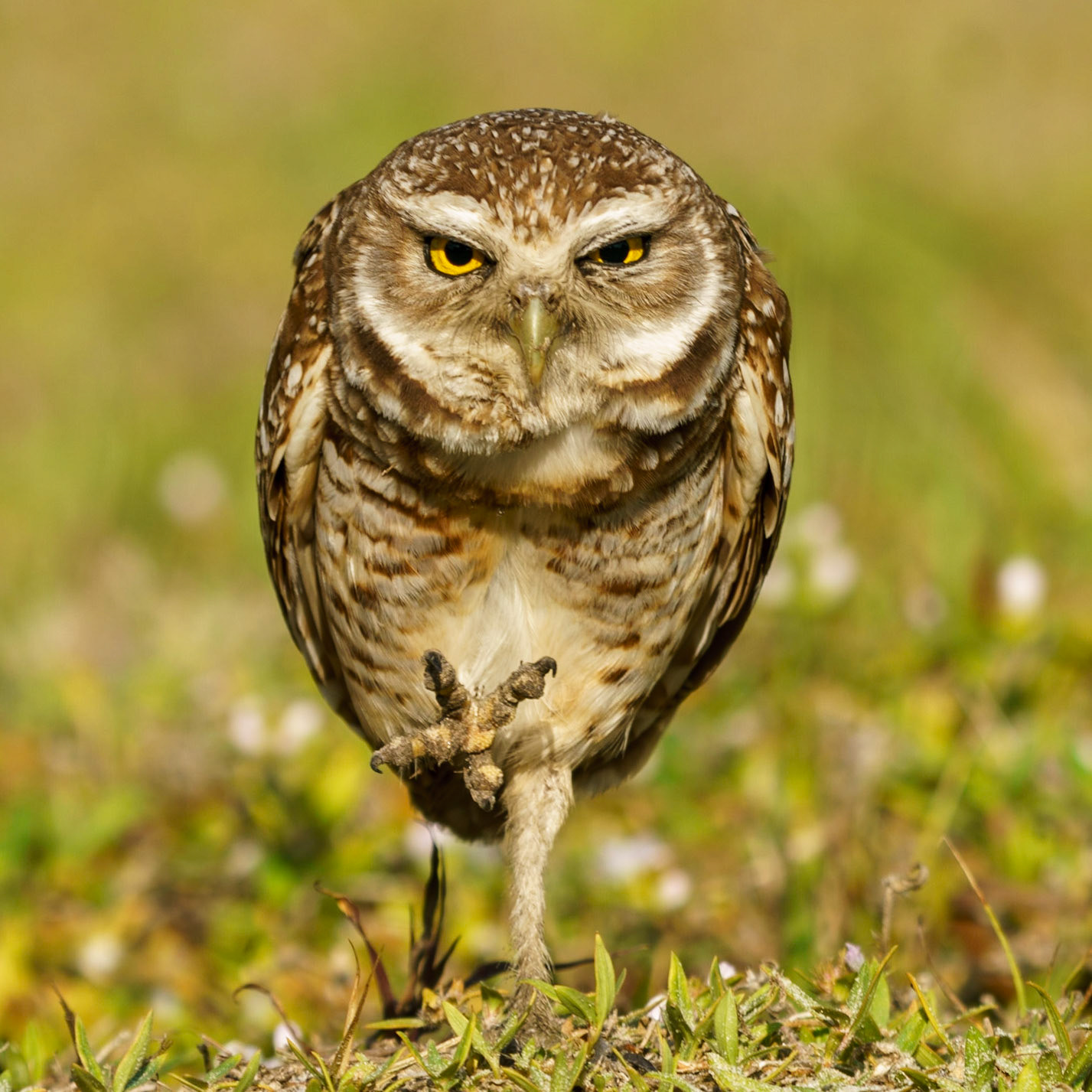 Burrowing OwlAthene cunicularia